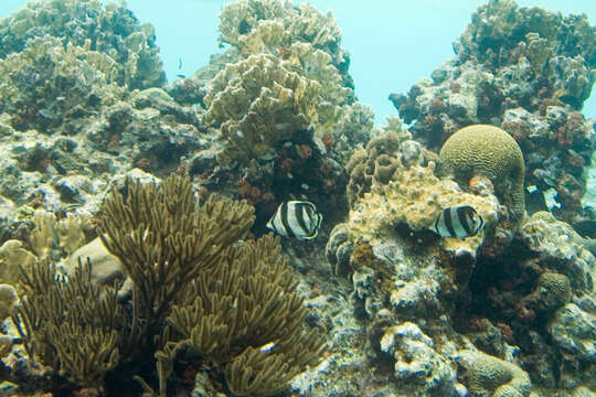 Image of Black Sea rod