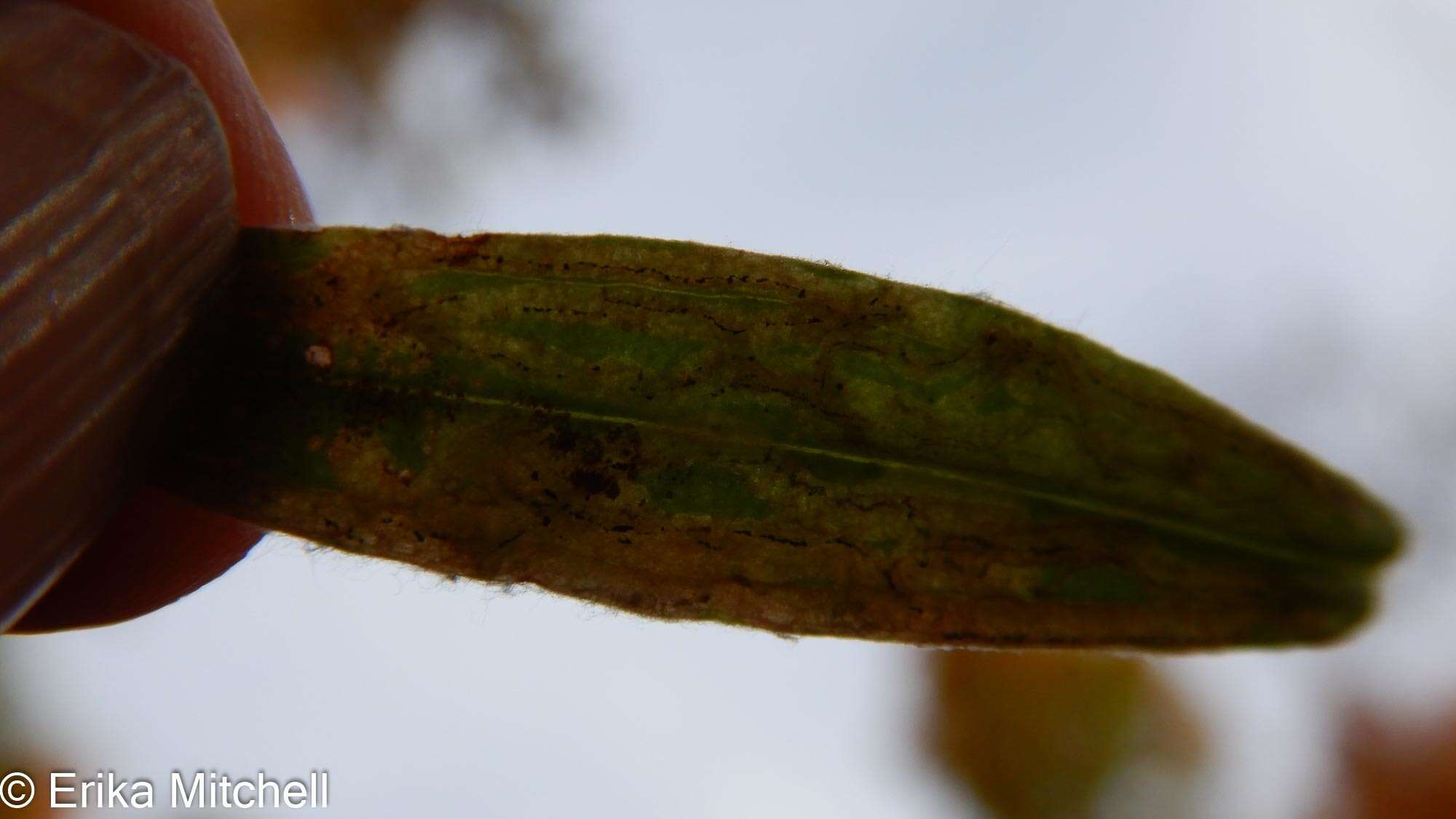 Image of Liriomyza ptarmicae Meijere 1925