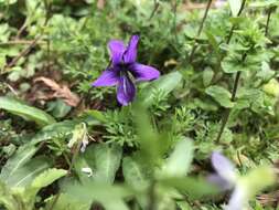 Image of Viola philippica Cav.