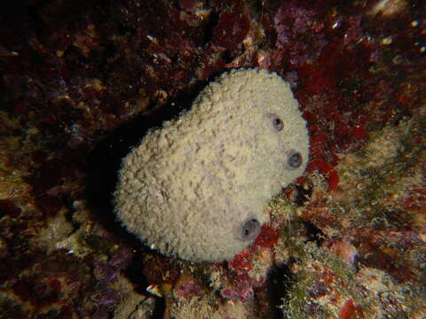 Image of grey leather sponge