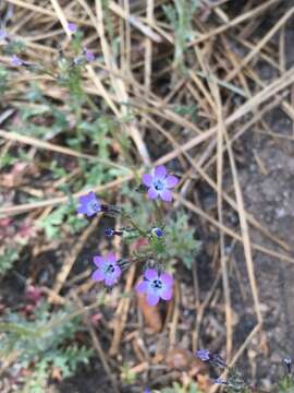 Image of Nevada gilia