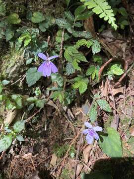 Imagem de Viola formosana Hayata