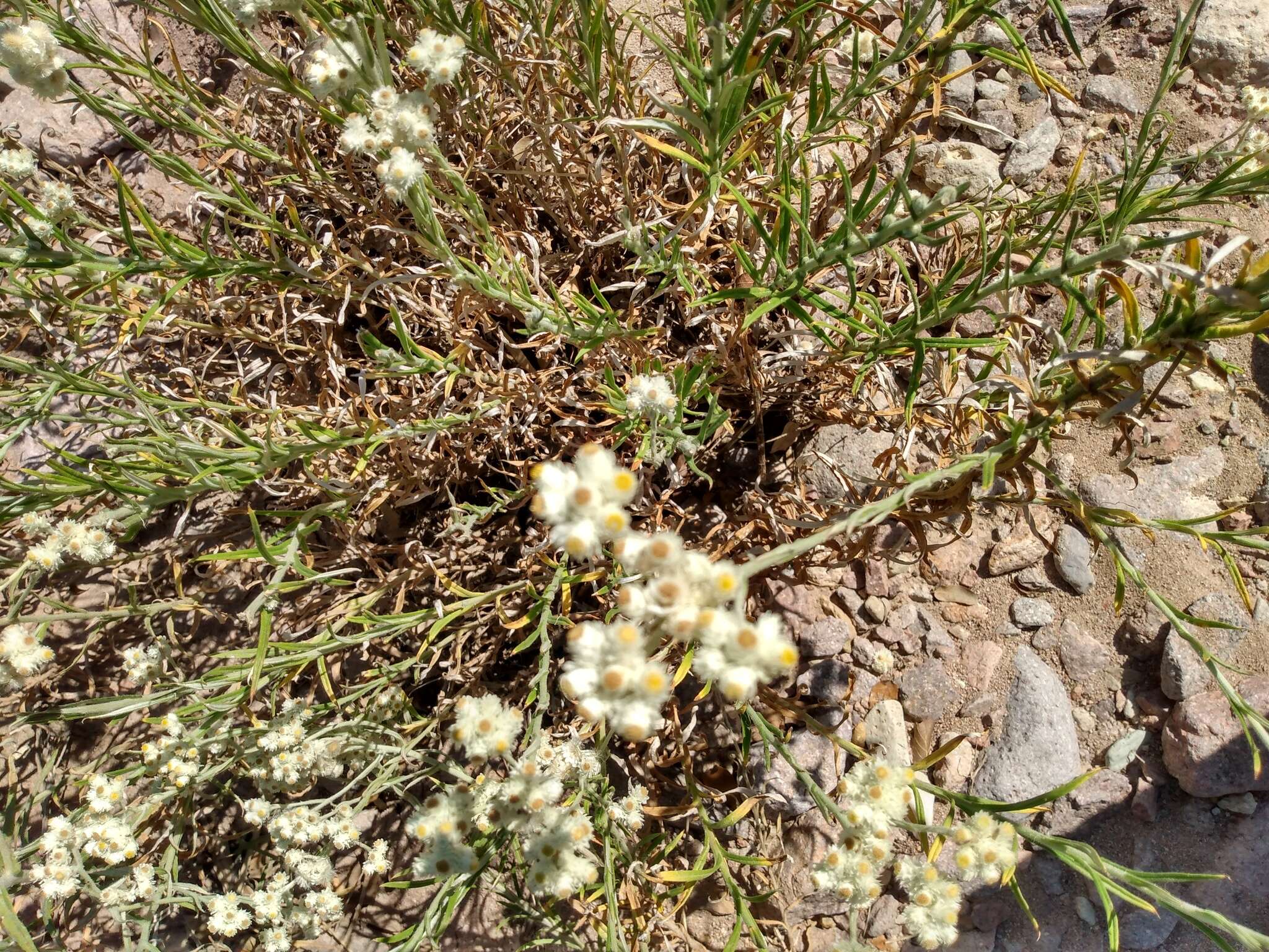 Слика од Pseudognaphalium leucocephalum (A. Gray) A. A. Anderberg