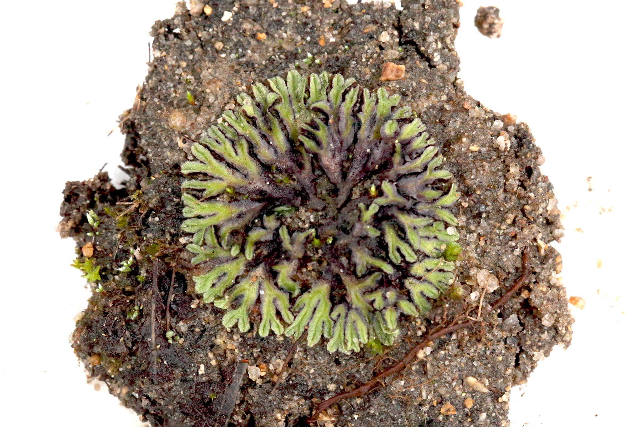 Image of Riccia collata Na-Thalang