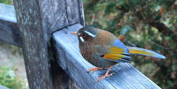 Image of White-whiskered Laughingthrush