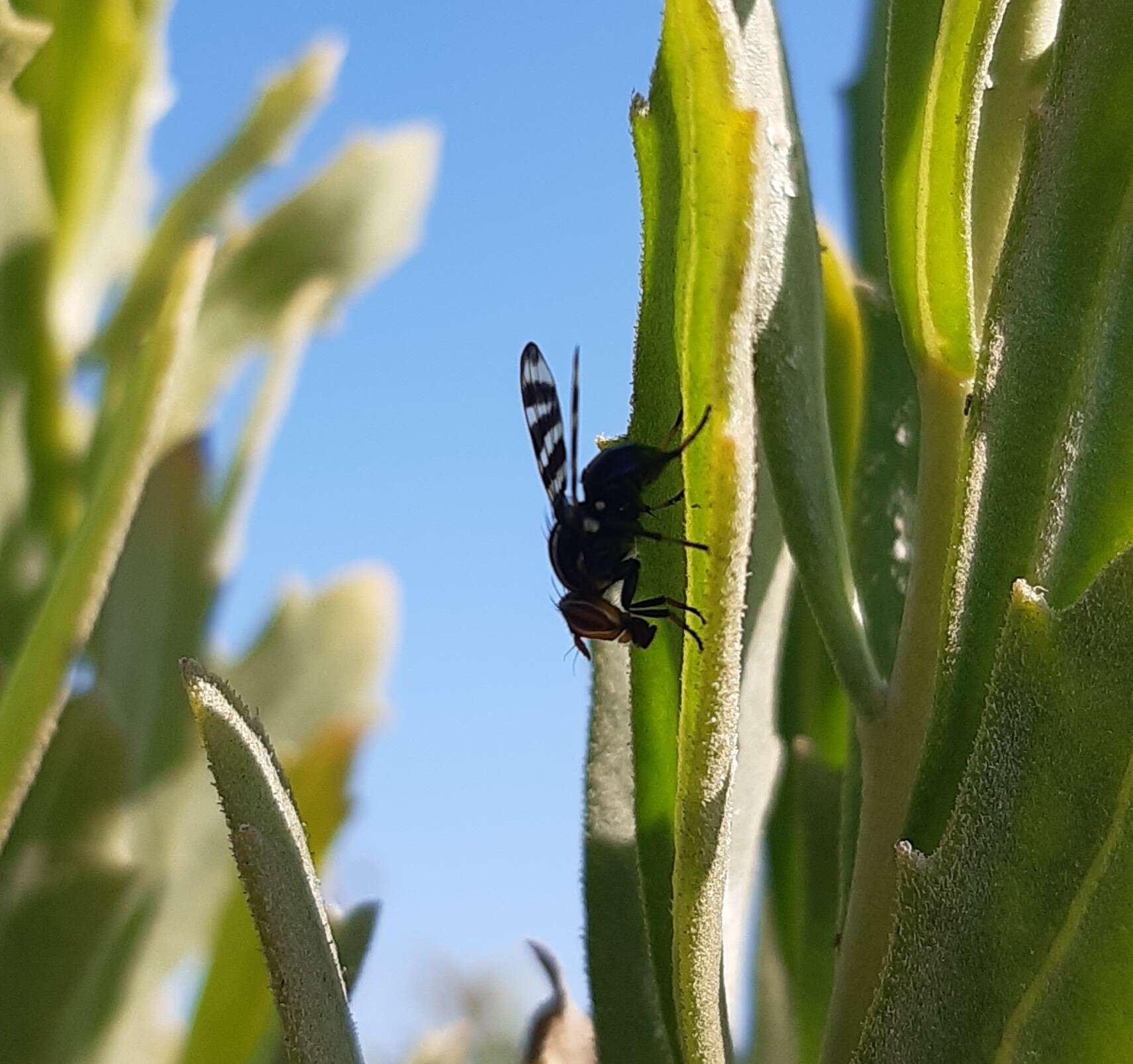 Plancia ëd Pterotaenia fasciata (Wiedemann 1830)