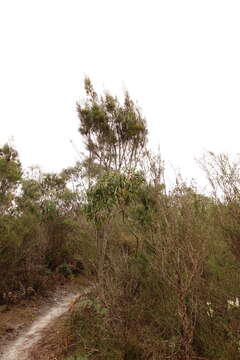 Image of Allocasuarina paradoxa (Macklin) L. A. S. Johnson