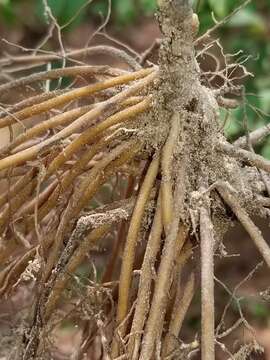 Image of Clematis carrizoensis D. Estes