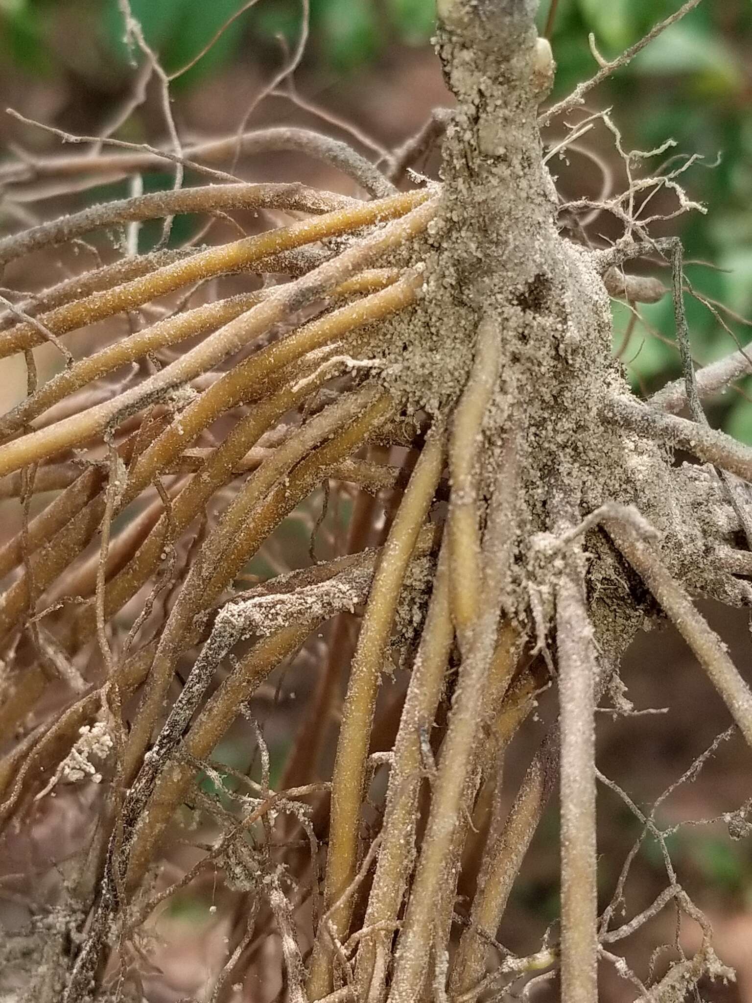 Imagem de Clematis carrizoensis D. Estes