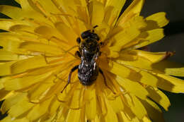 Image of Epeolus minimus (Robertson 1902)