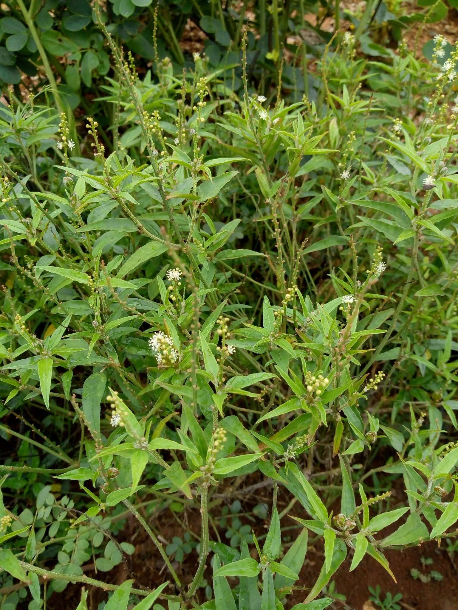 Image of Bonpland's croton