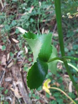 Image of Ornduffia calthifolia (F. Müll.) Tippery & Les