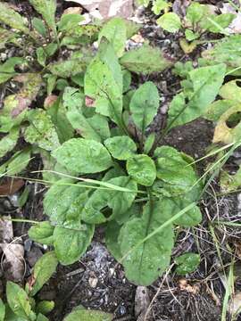 Image of Roan Mountain goldenrod