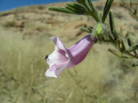 Image of Sesamum rigidum Peyr.