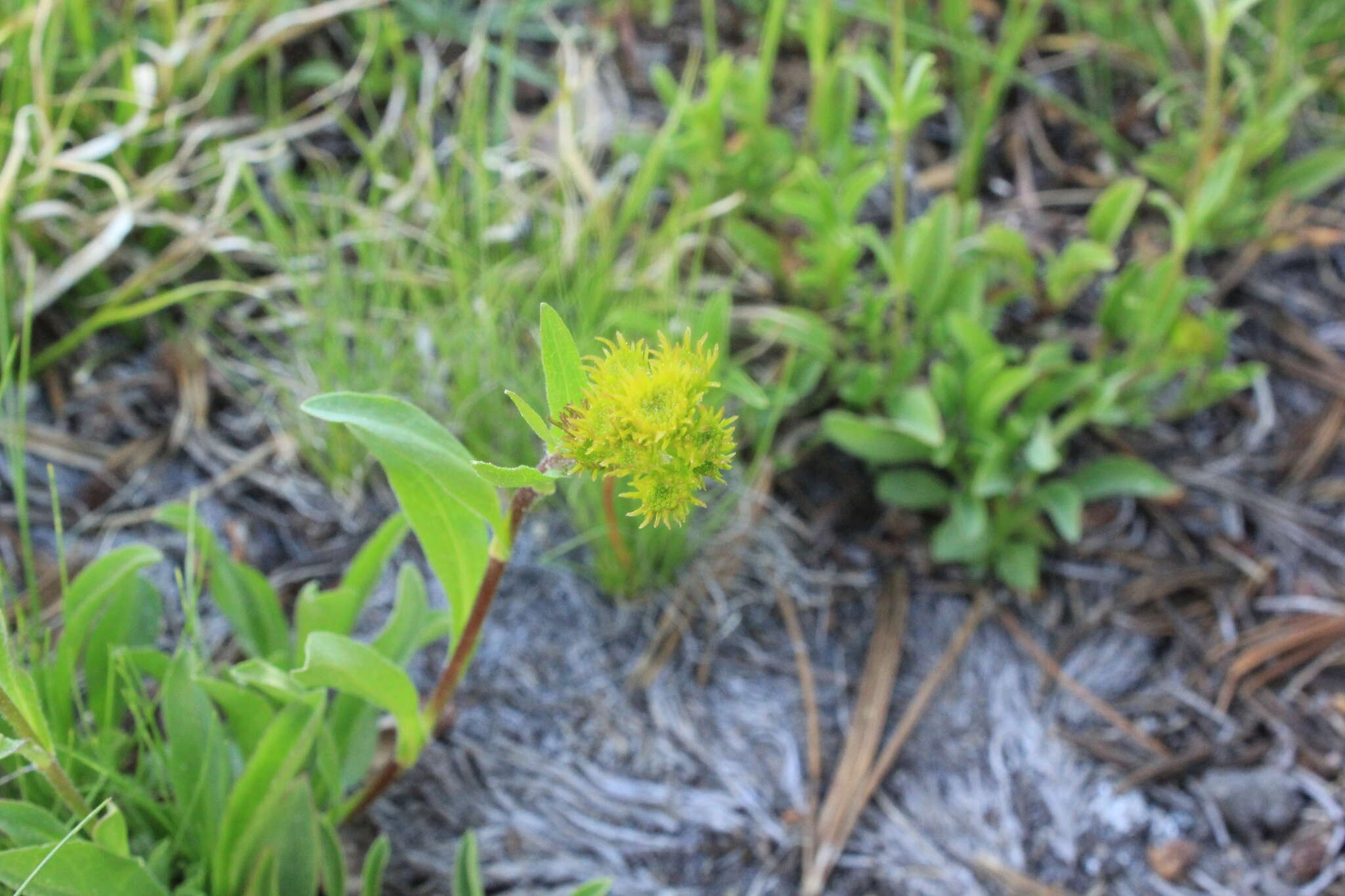 Image of Rocky Mountain goldenrod