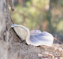 Image of Omphalotus nidiformis (Berk.) O. K. Mill. 1994