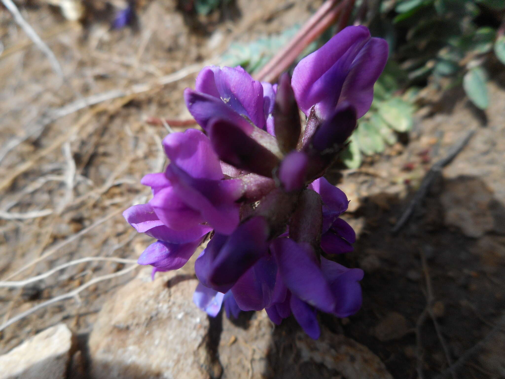 Image de Oxytropis jacquinii Bunge