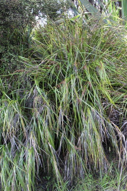 Image of Lanai sawsedge