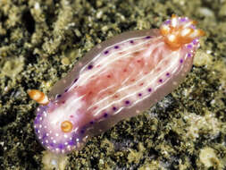 Image of Hypselodoris paradisa Gosliner & R. F. Johnson 2018