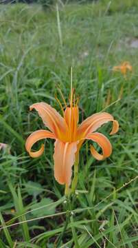 Image of Hemerocallis fulva var. aurantiaca (Baker) M. Hotta