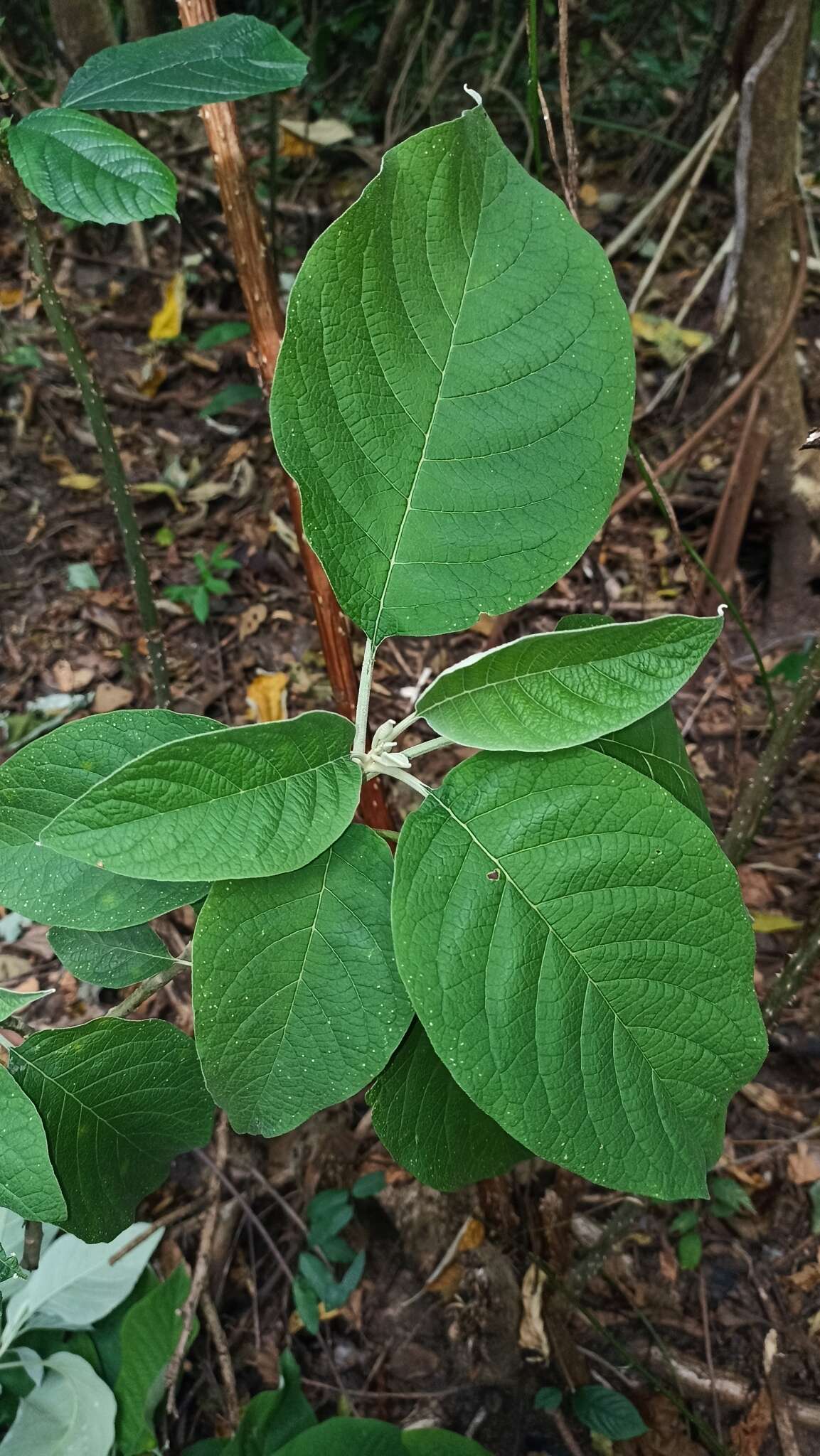 Plancia ëd Solanum hazenii Britton