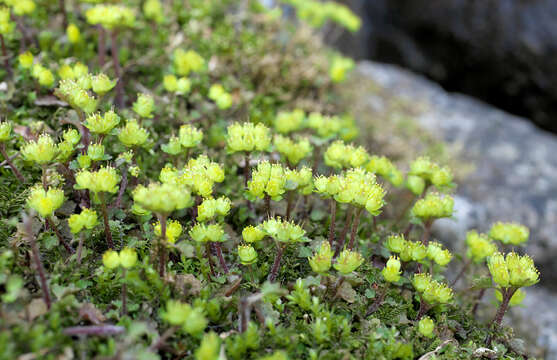 Image of Chrysosplenium pseudopilosum M. Wakabayashi & H. Takahashi