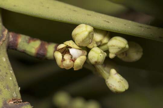 Image of Acampe praemorsa (Roxb.) Blatt. & McCann