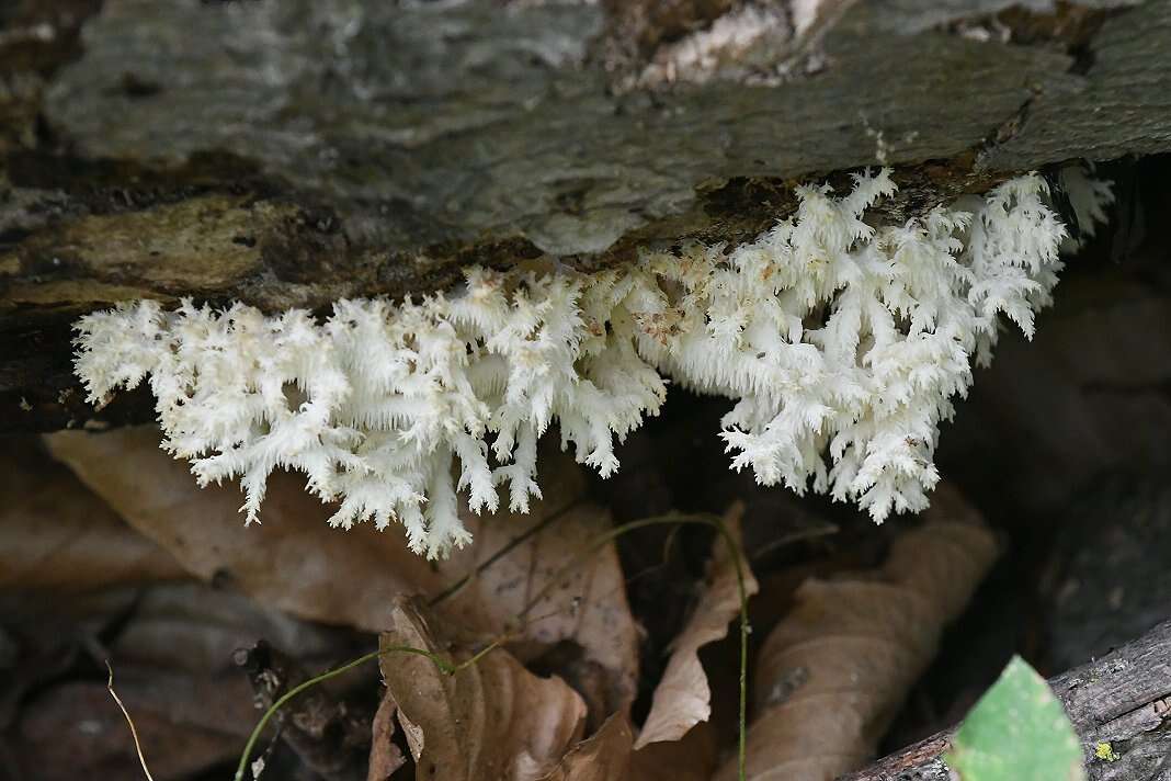 Hericium coralloides (Scop.) Pers. 1794 resmi