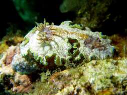 Image of Glossodoris acosti Matsuda & Gosliner 2018