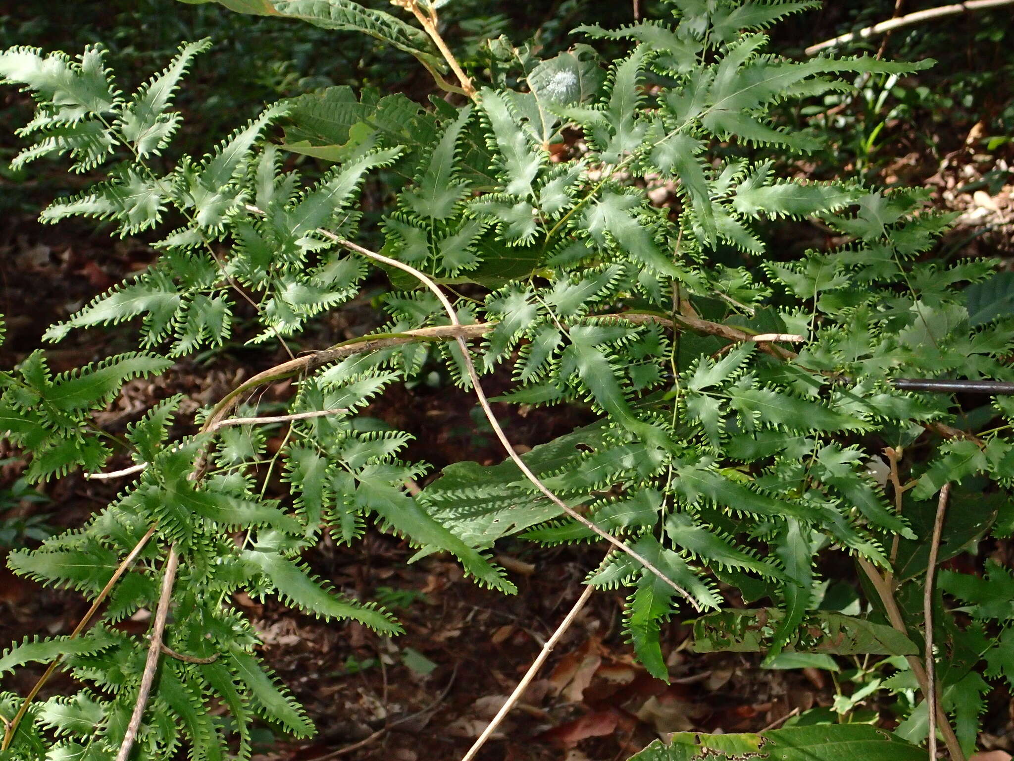 Image of maidenhair creeper