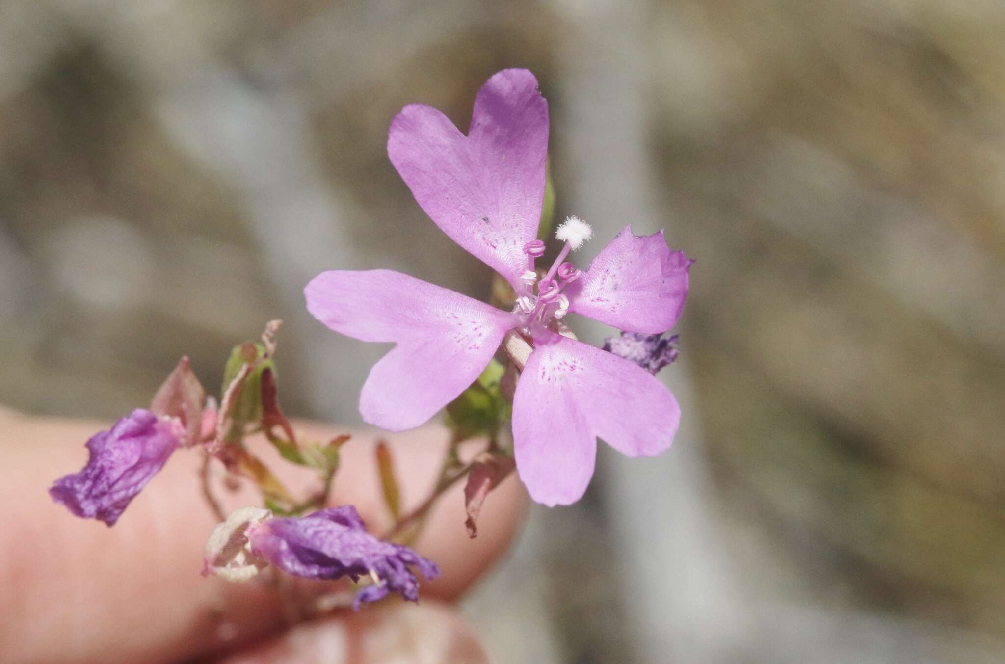 Plancia ëd Clarkia biloba (Dur.) A. Nels. & J. F. Macbr.