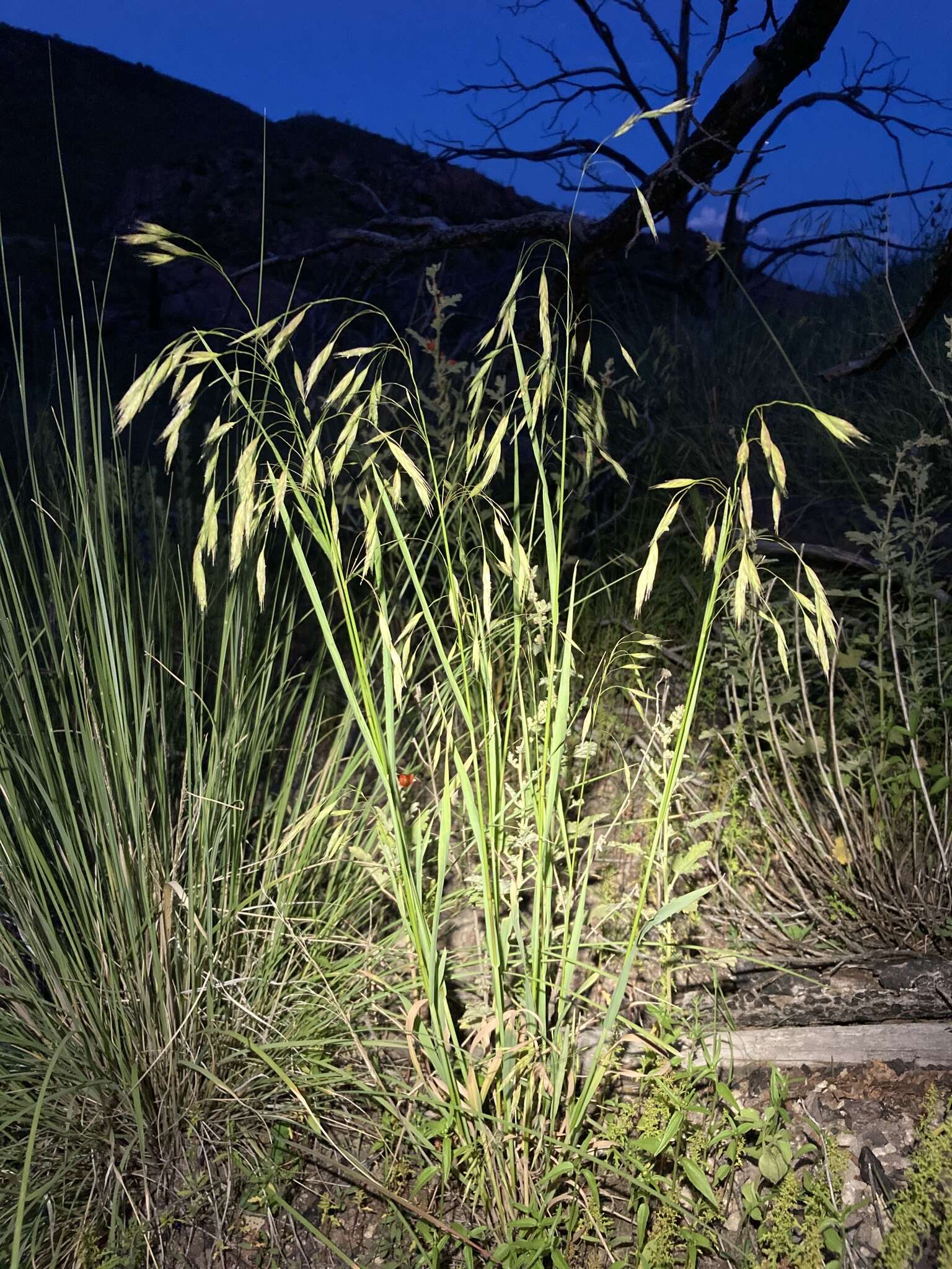 Plancia ëd Bromus frondosus (Shear) Wooton & Standl.