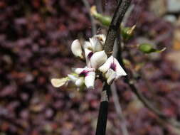 Image of Carmichaelia kirkii Hook.