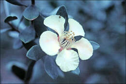 Image of Leptospermum grandiflorum Lodd.