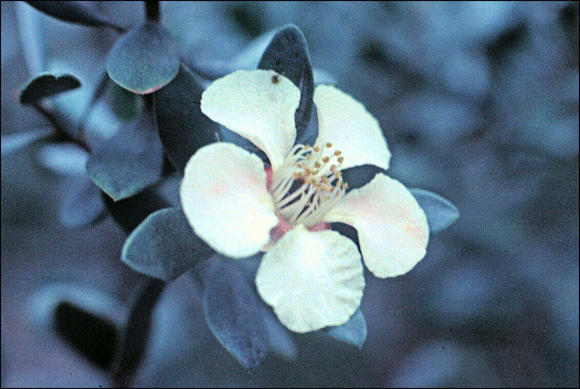 Sivun Leptospermum grandiflorum Lodd. kuva