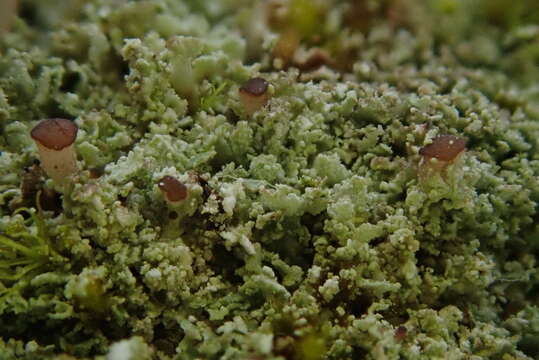 Image of cup lichen