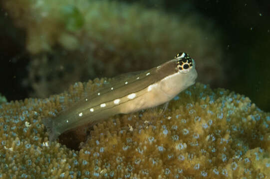 Image of Schroeder's coralblenny