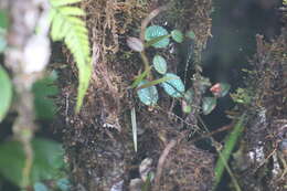 Imagem de Porroglossum eduardi (Rchb. fil.) H. R. Sweet