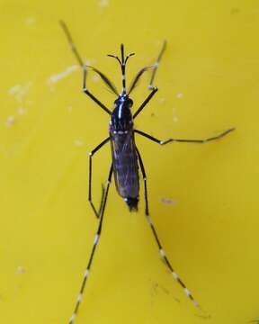 Imagem de Aedes albopictus Skuse 1894