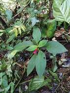 Image of Kohleria huilensis Arango-Gómez, Clavijo & Zuluaga