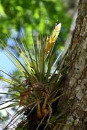 Image of giant airplant