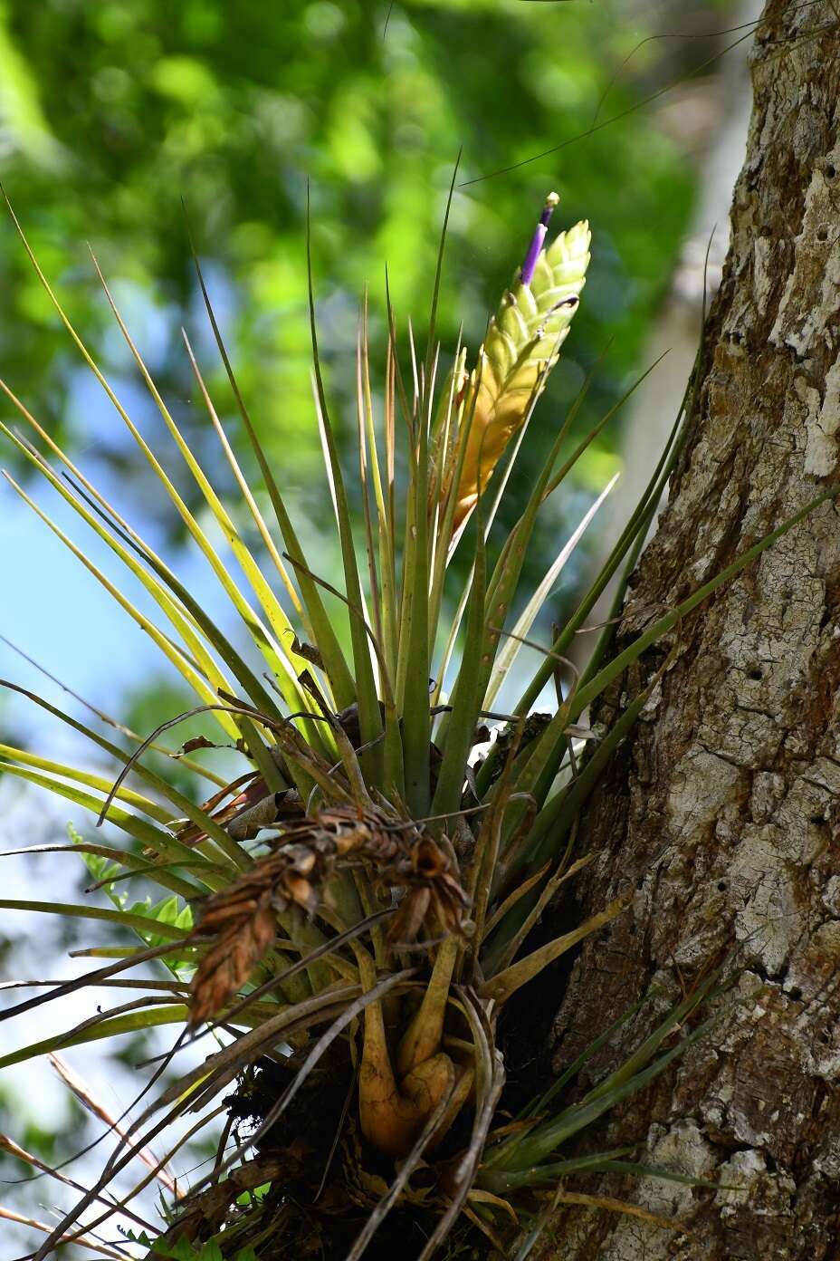 Imagem de Tillandsia compressa Bertero ex Schult. & Schult. fil.