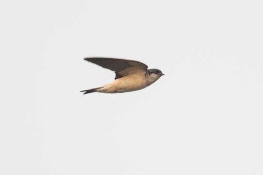 Image of Preuss's Cliff Swallow