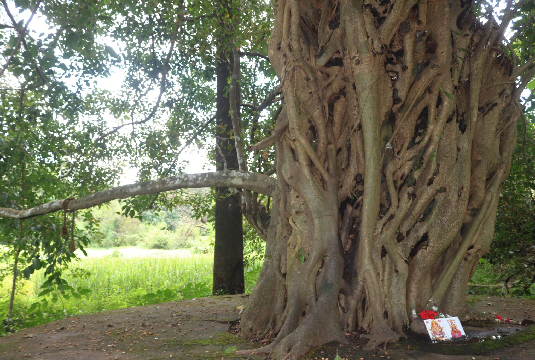 Image of Ficus amplissima Sm.