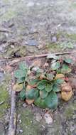 Image of Limonium bellidifolium (Gouan) Dumort.