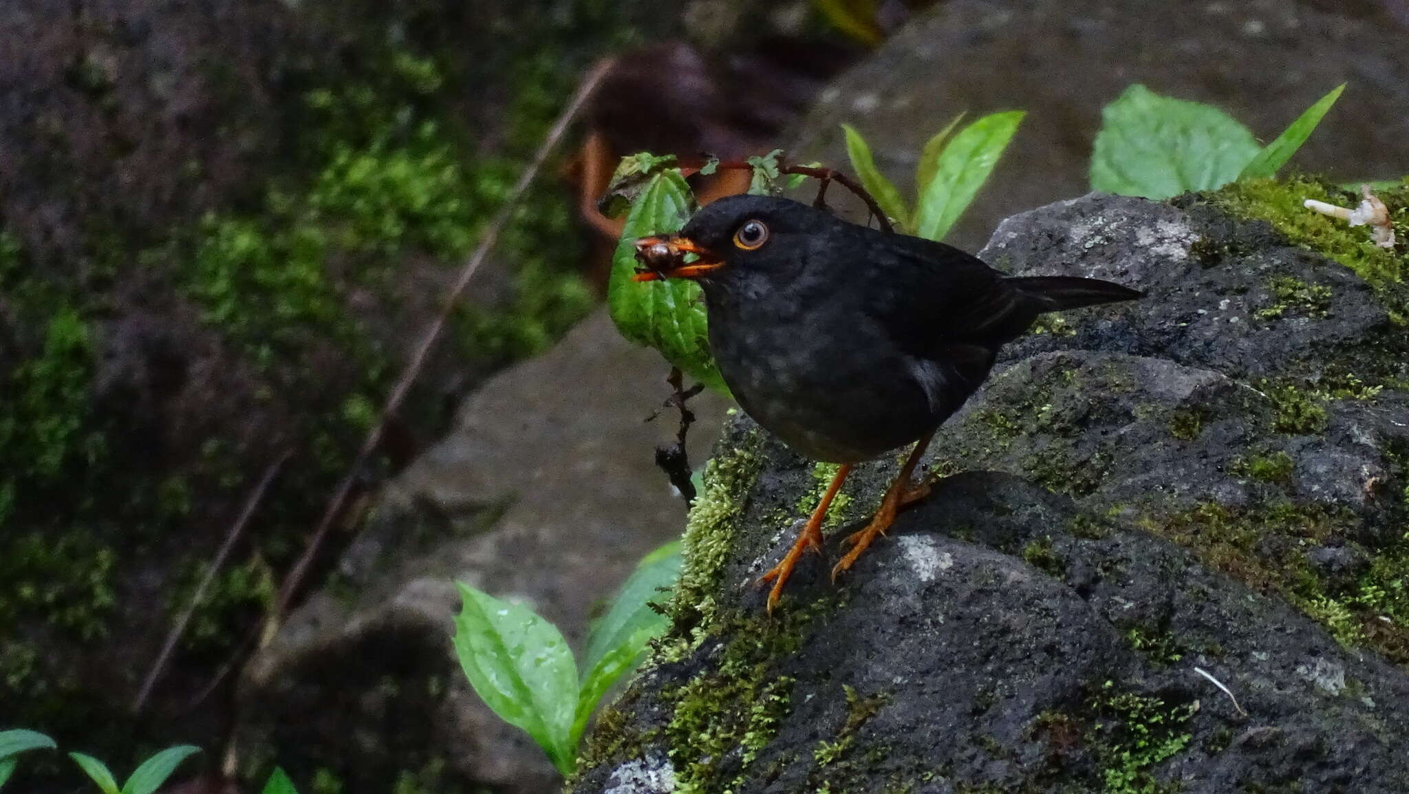 Image of Slaty-backed Nightingale-Thrush