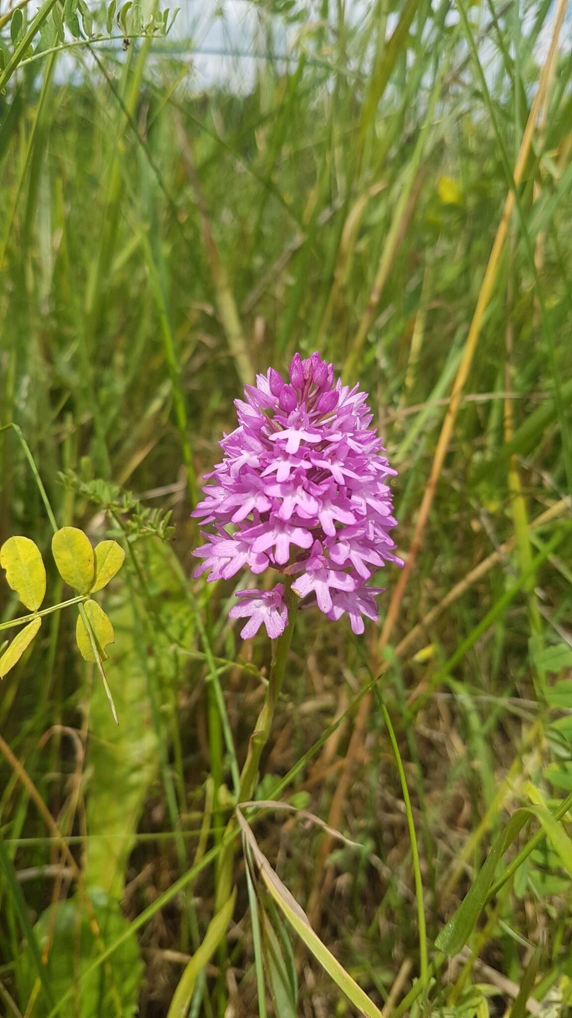 Image of Anacamptis pyramidalis var. pyramidalis