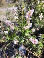 Imagem de Lissanthe strigosa subsp. subulata (R. Br.) J. M. Powell