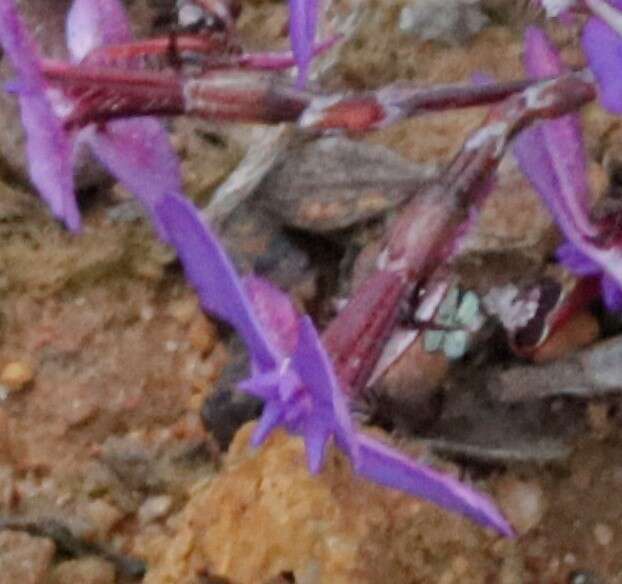 Image of Stylidium imbricatum Benth.