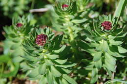 Image of ledge stonecrop